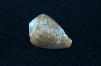 藏品(貓芋螺)的圖片